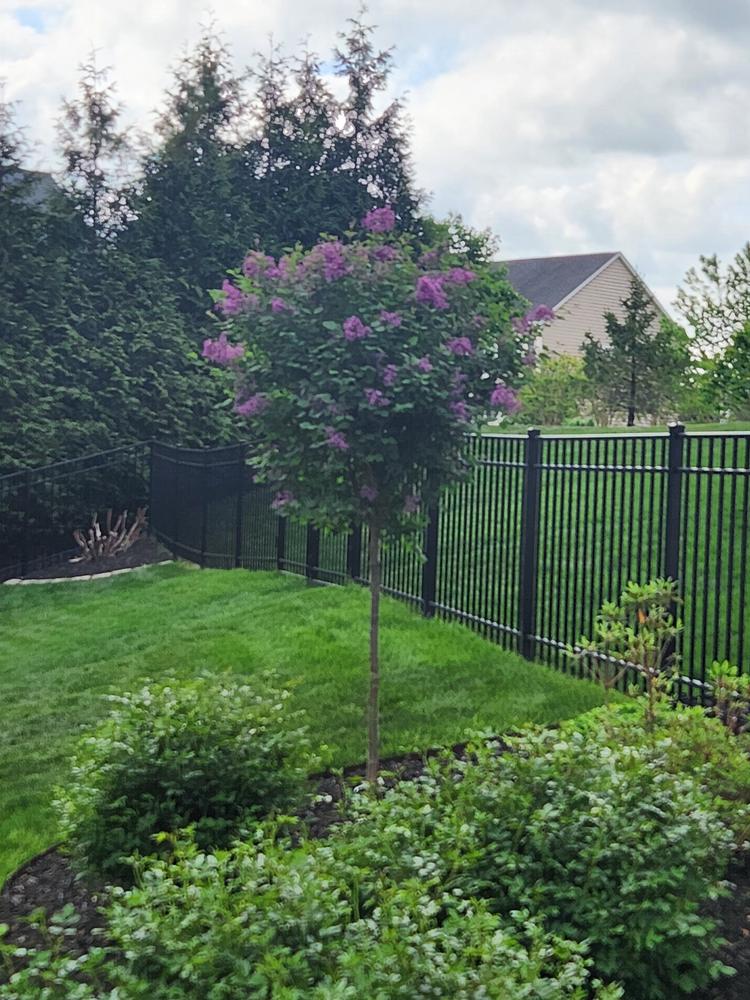 Bloomerang Lilac Trees for Sale