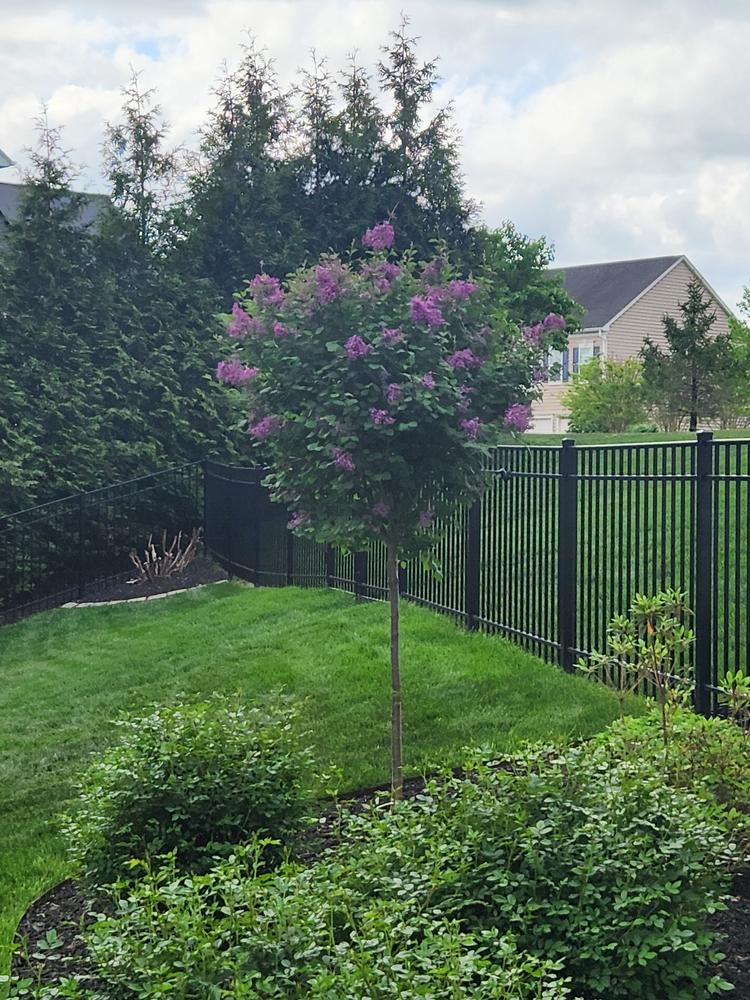 Bloomerang Lilac Trees for Sale – FastGrowingTrees.com