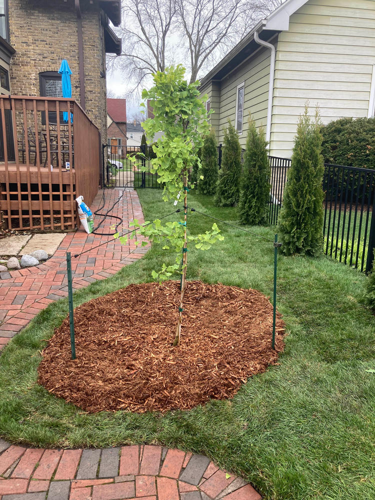 Autumn Gold Ginkgo Trees for Sale – FastGrowingTrees.com