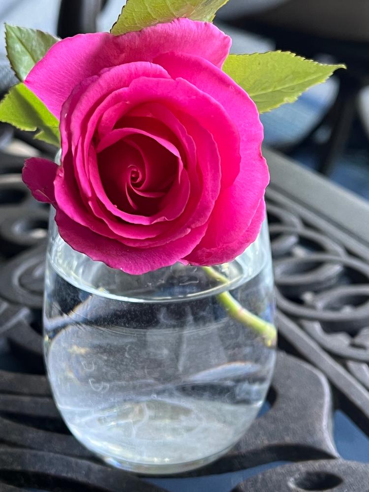 Zephirine Drouhin Roses for Sale