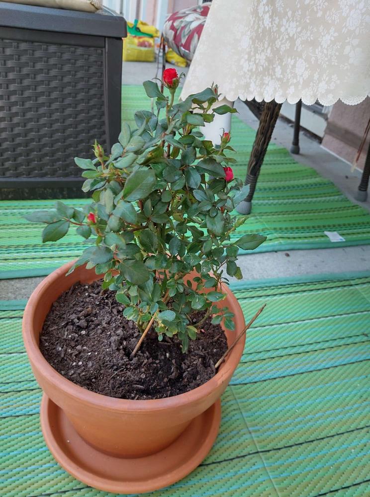Petite Knock Out® Roses for Sale | FastGrowingTrees.com