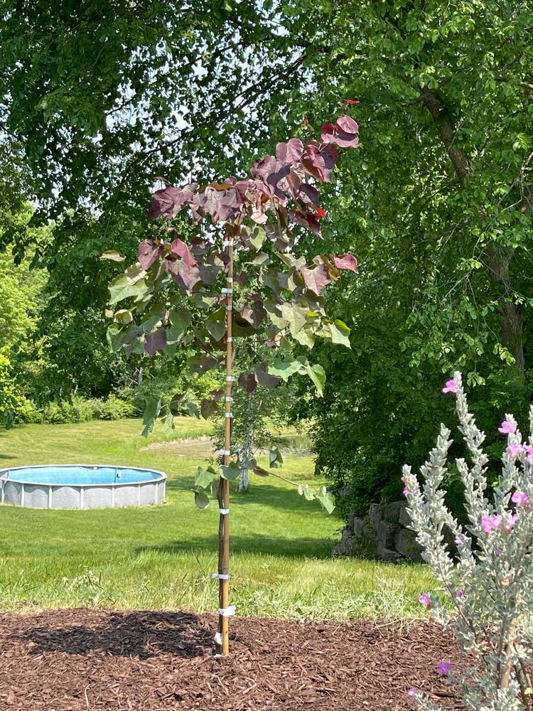 Ruby Falls Redbud Trees for Sale