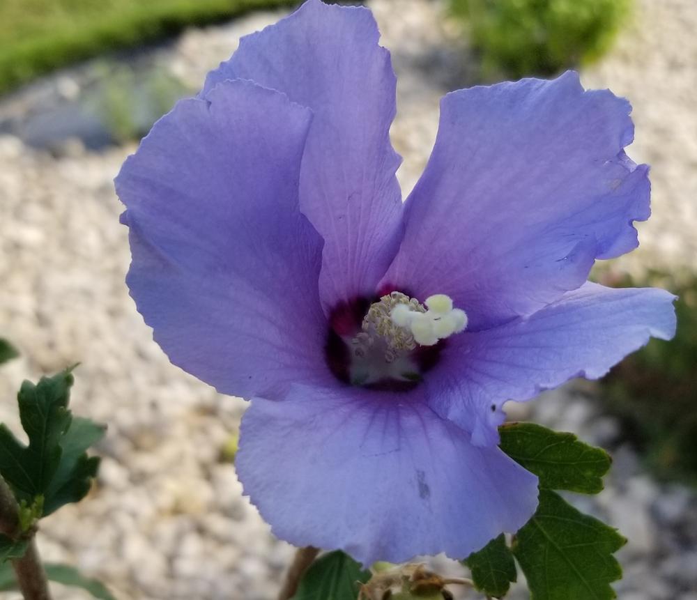 Hibiscus Azurri Blue Satin Shrub Blue with Purple Throat | The Hibiscus  Azurri Blue Satin Shrub is a stunning addition to any garden. Grown in warm