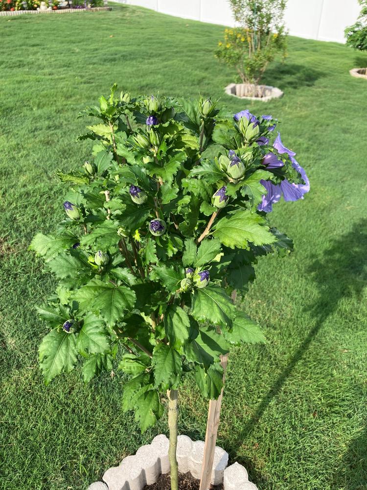 Hibiscus Azurri Blue Satin Shrub Blue with Purple Throat | The Hibiscus  Azurri Blue Satin Shrub is a stunning addition to any garden. Grown in warm