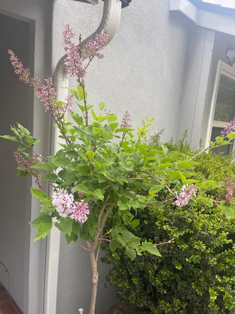 Dwarf Korean Lilac Trees for Sale