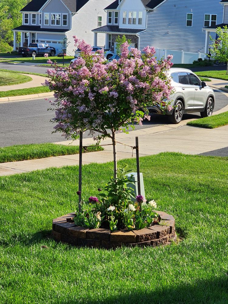 Dwarf Korean Lilac Trees for Sale