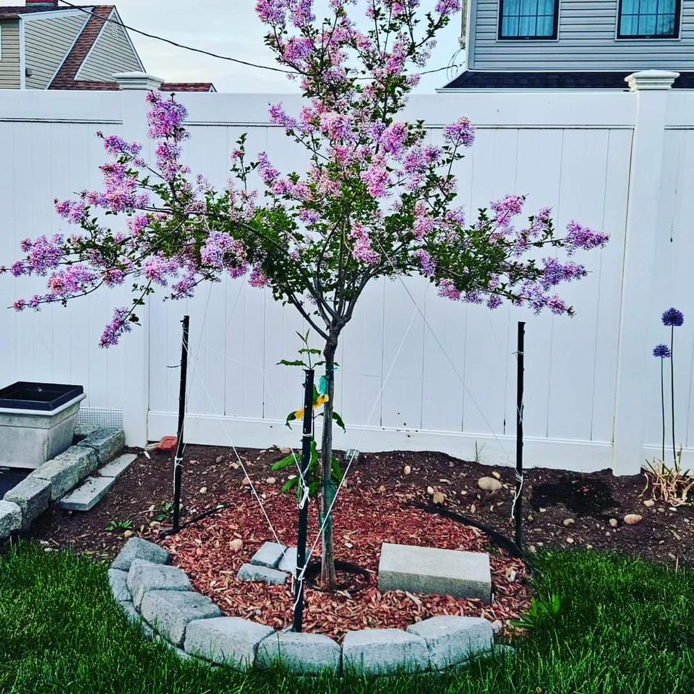 Dwarf Korean Lilac Trees for Sale