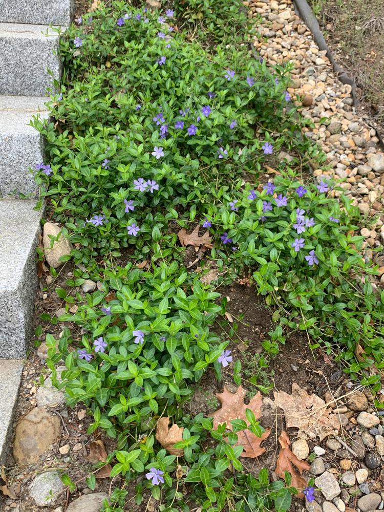 Vinca Minor Periwinkle Plants For Sale 