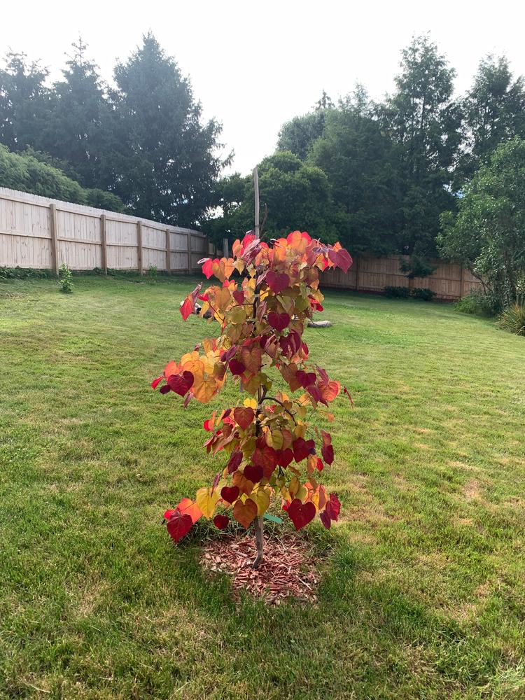 Flame Thrower® Redbud Trees for Sale
