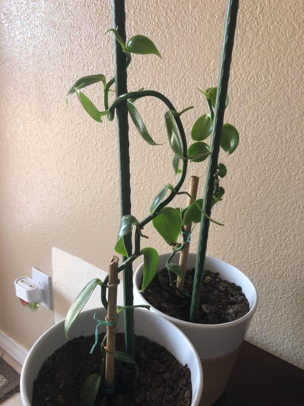 Vanilla Bean Plants for Sale