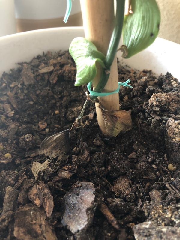 Vanilla Bean Plants for Sale