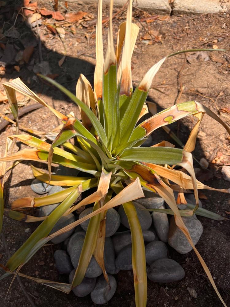 Sugarloaf Pineapple Plant