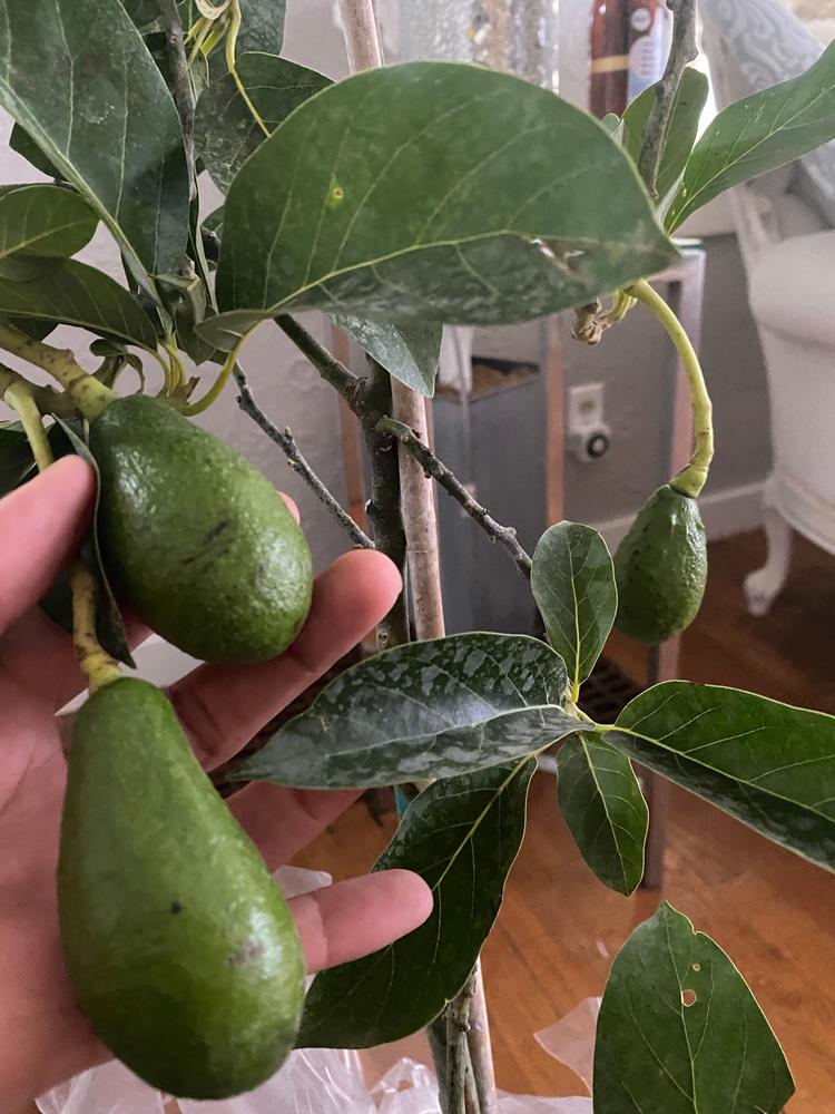 Condo™ Avocado Trees for Sale