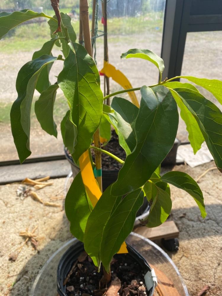 Condo™ Avocado Trees for Sale