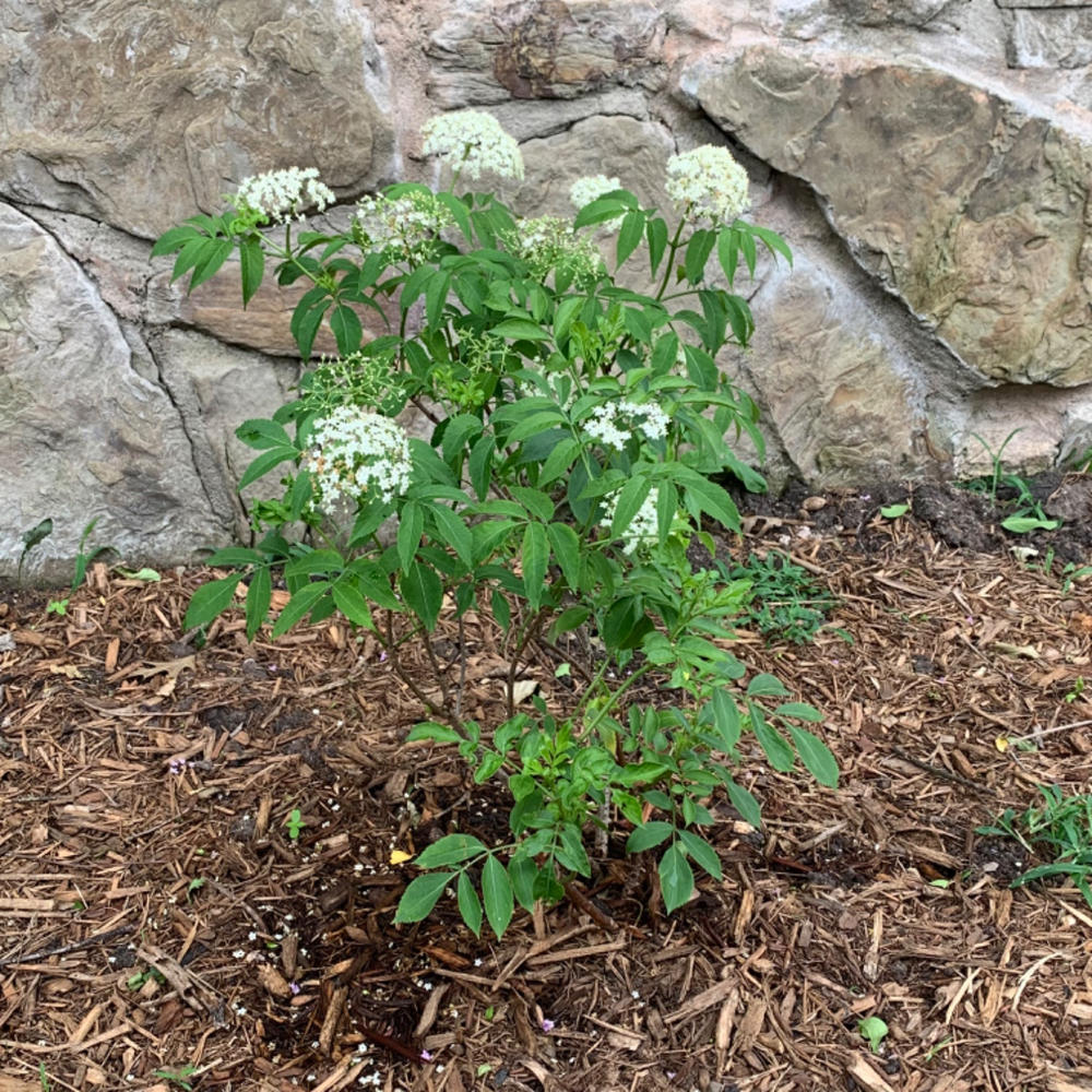 John & Adams Elderberry Shrub Pairs for Sale