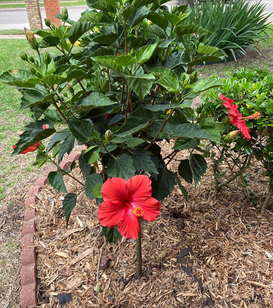 Red Tropical Hibiscus Trees for Sale – FastGrowingTrees.com