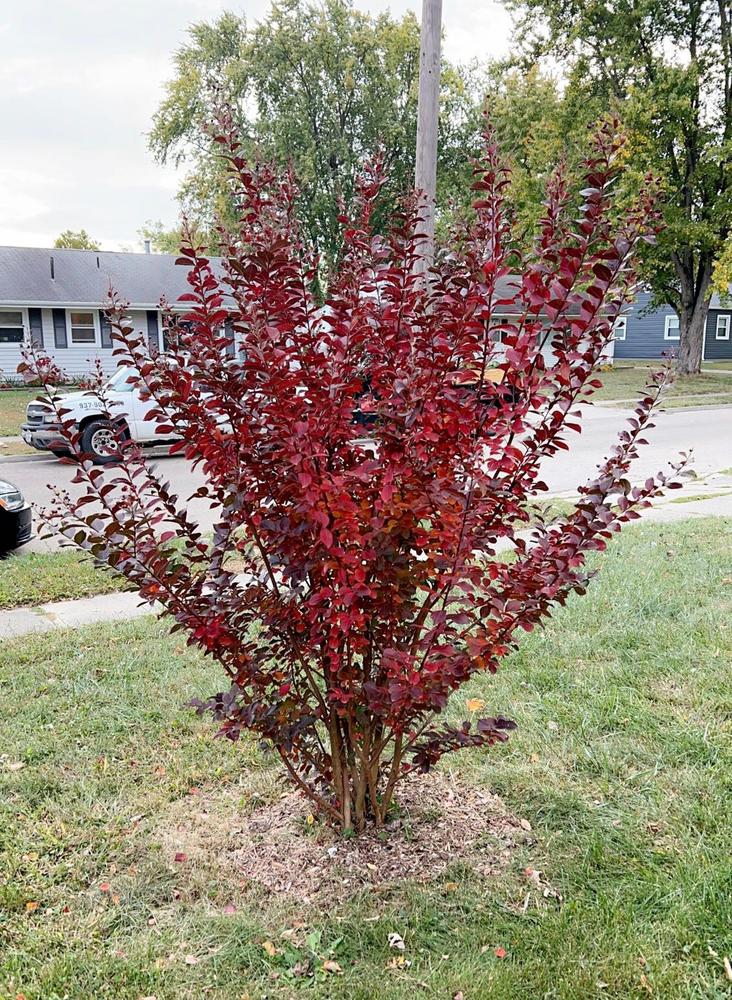 Colorama™ Scarlet Crape Myrtle Trees for Sale – FastGrowingTrees.com