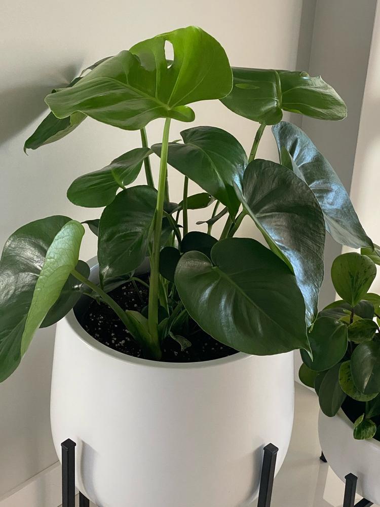 Swiss Cheese Plants for Sale