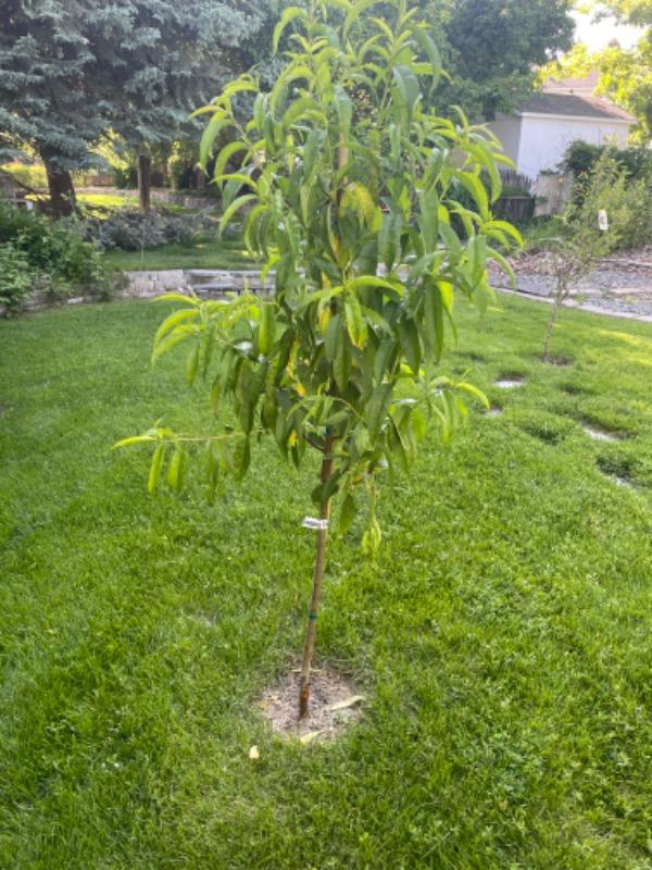 Goldmine White Nectarine Tree