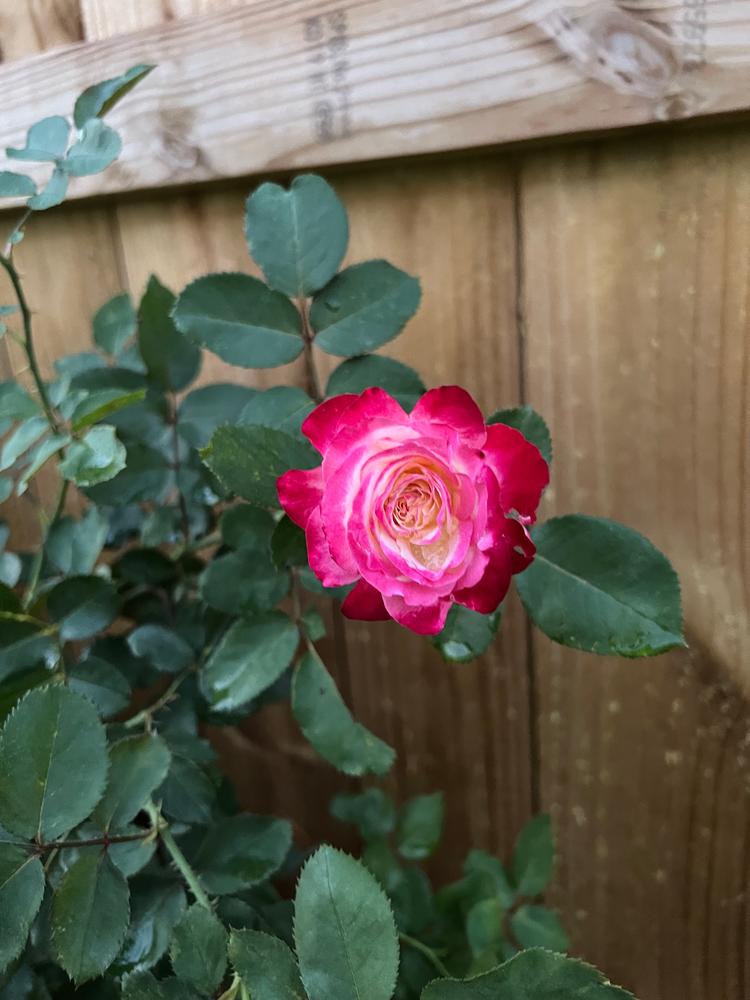 White Lies™ Rose Shrubs for Sale