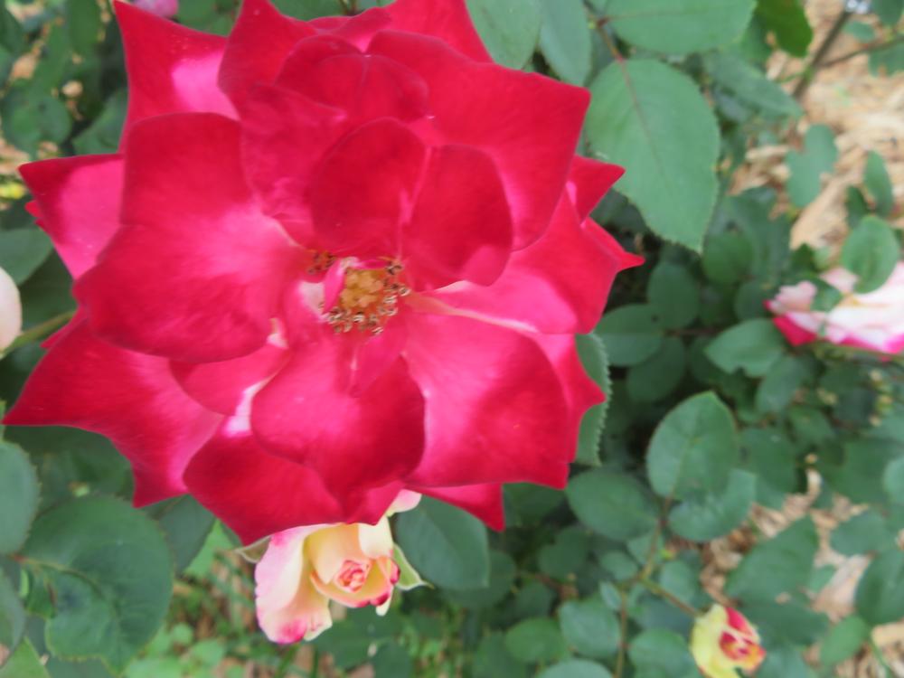 White Lies™ Rose Shrubs for Sale