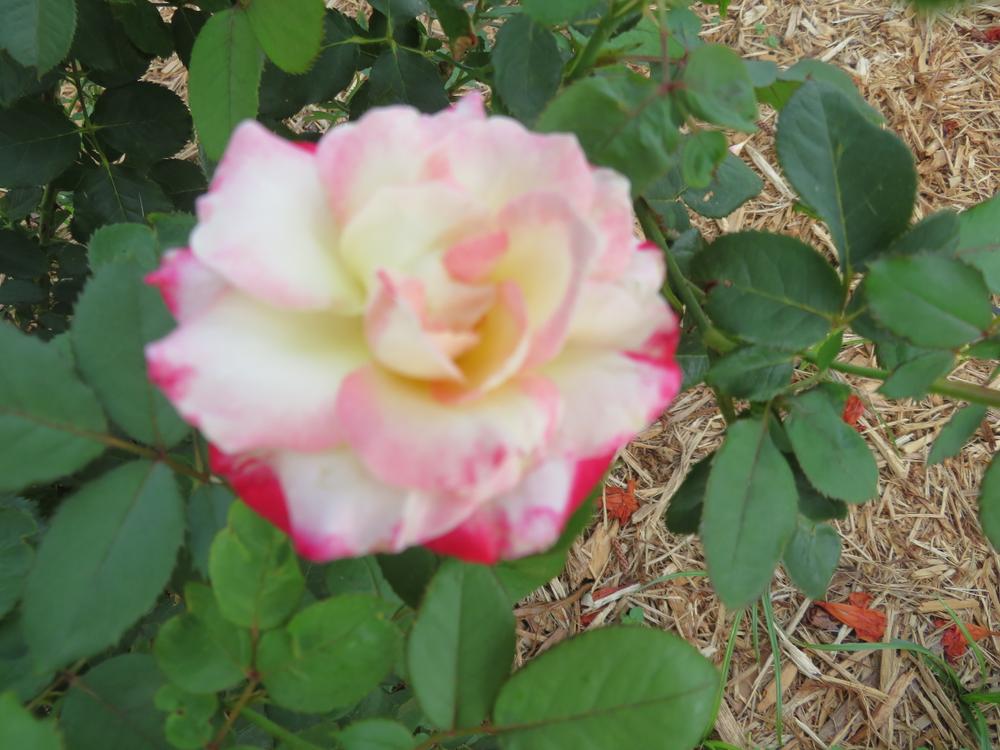 White Lies™ Rose Shrubs for Sale