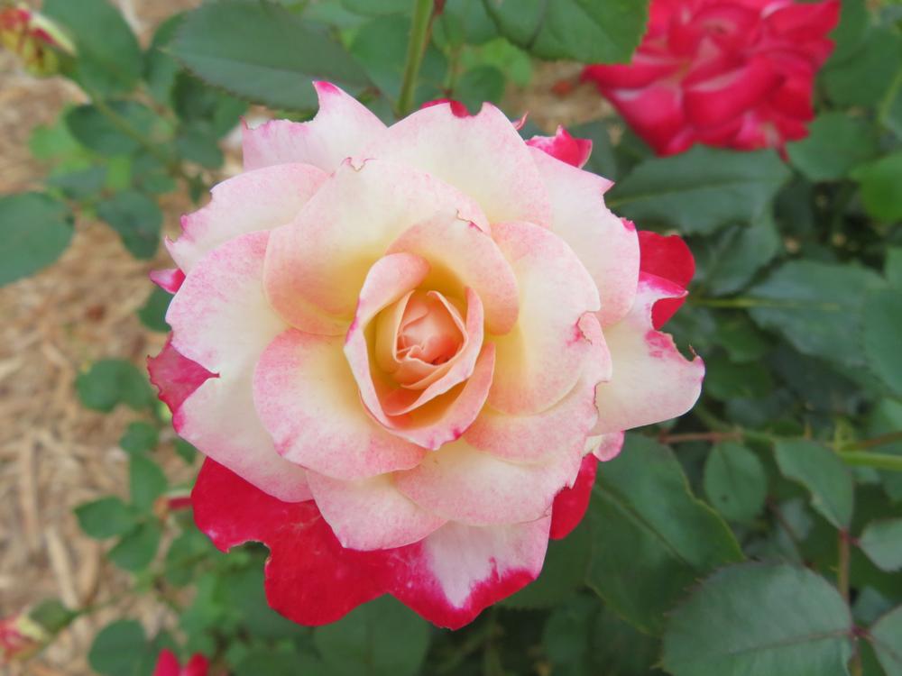 White Lies™ Rose Shrubs for Sale | FastGrowingTrees.com
