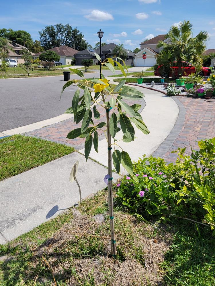 Yellow Trumpet Trees for Sale