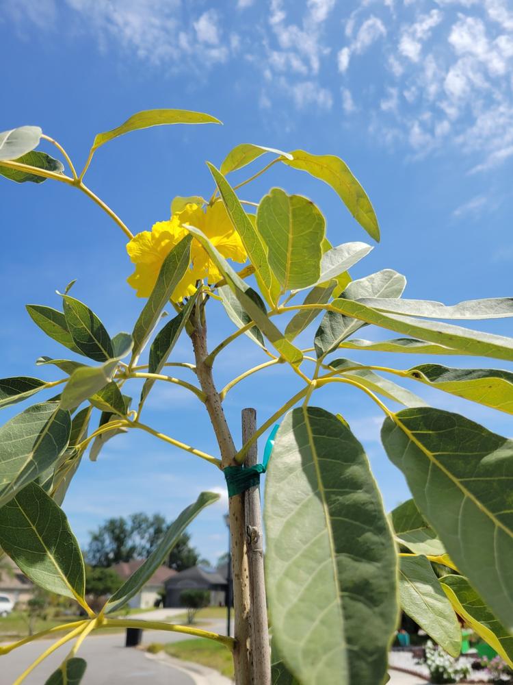 Yellow Trumpet Trees for Sale