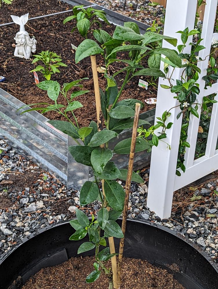 Key Lime Trees for Sale – FastGrowingTrees.com