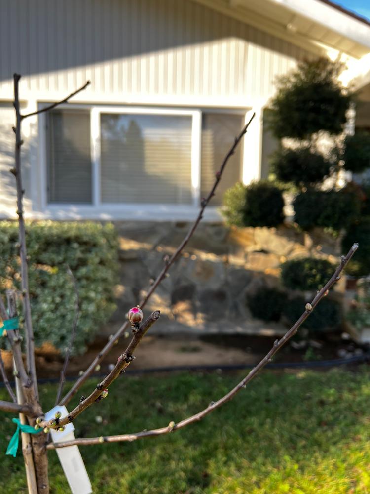 Penta Almond Trees for Sale