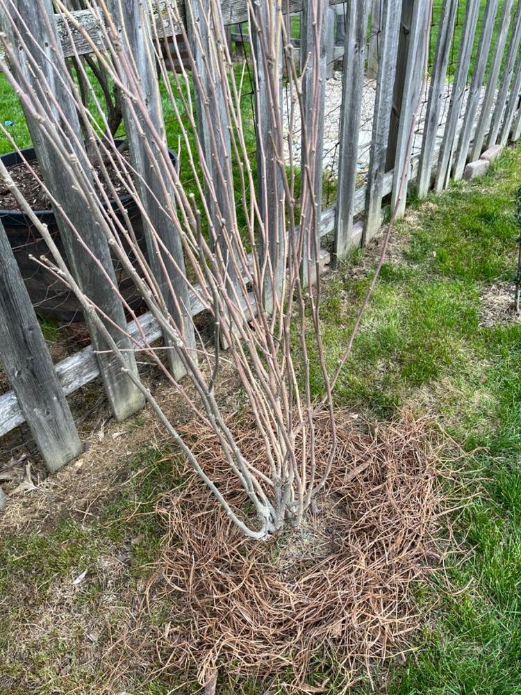 Pine Needles  Cleanstraw - Mulch Depot