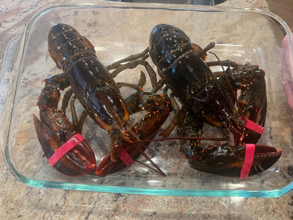 Live Maine Lobsters Shipped from Maine Delivered Nationwide Get