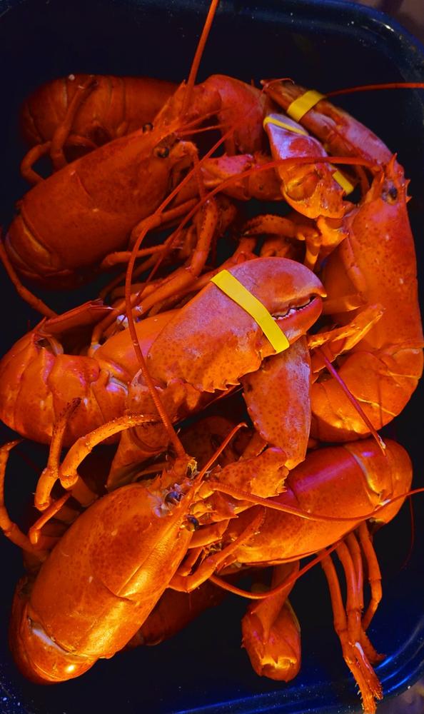 Big Box 12 Live Lobsters (1.2-1.4 LBs) | Now w/4 FREE Lobsters: Big Box 16 - Customer Photo From Melanie Sprague