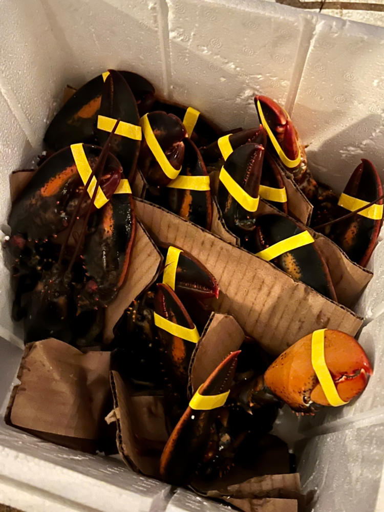 Big Box 12 Live Lobsters (1.2-1.4 LBs) - Customer Photo From Amanda Clark