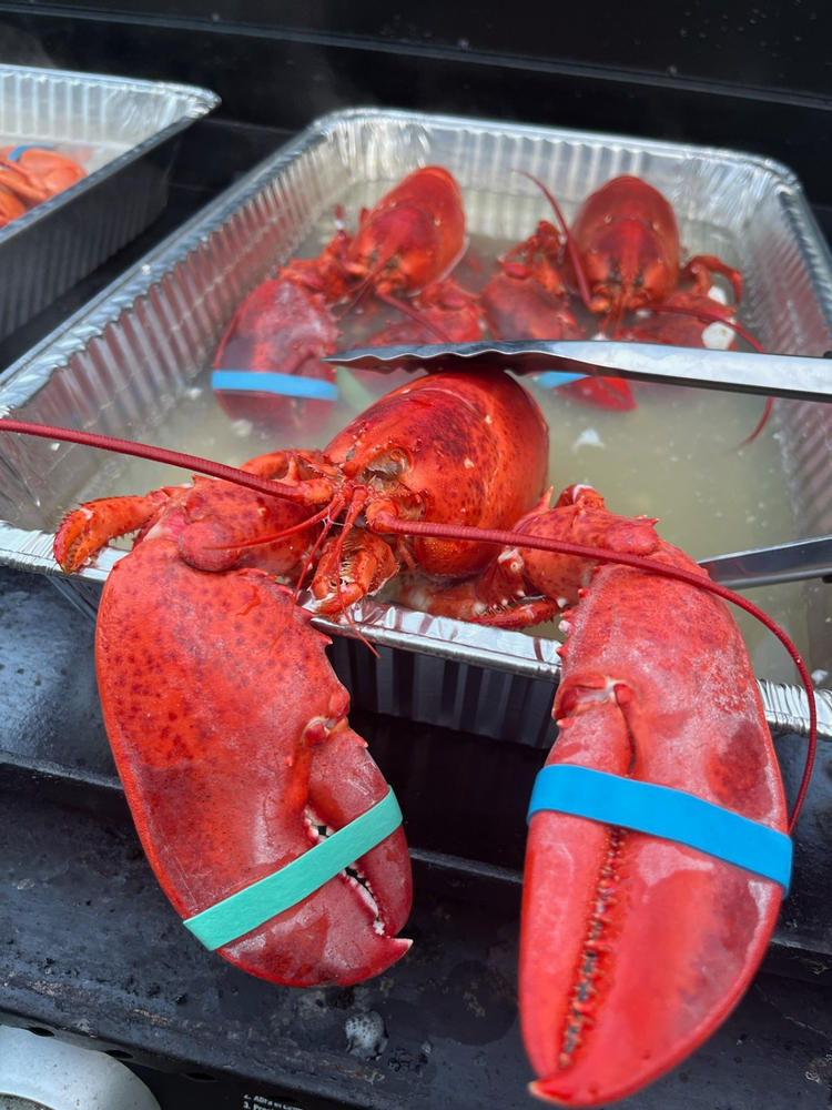 Big Box 12 Live Lobsters (1.2-1.4 LBs) - Customer Photo From Jessie Laux