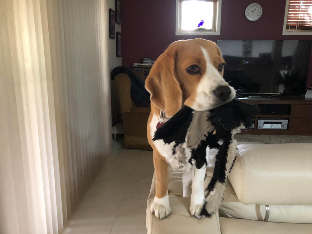 Lamb 8kg - Customer Photo From Christine