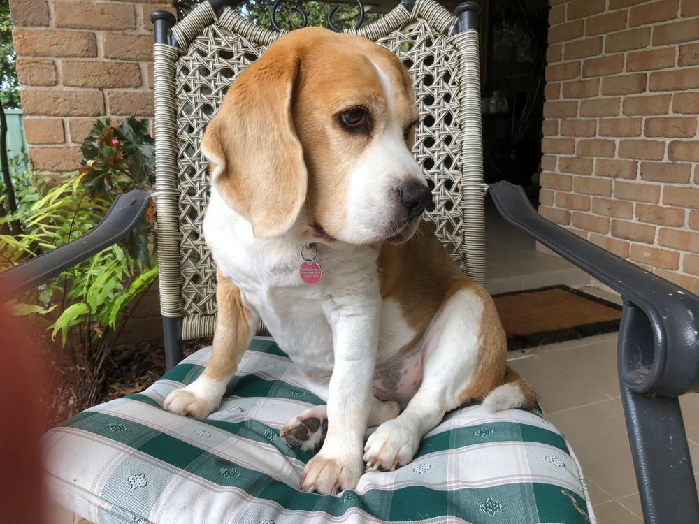 Lamb 8kg - Customer Photo From Christine