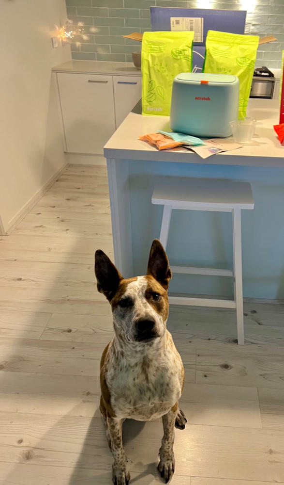 Dog Food Reviews 🐶 Scratch Pet Food