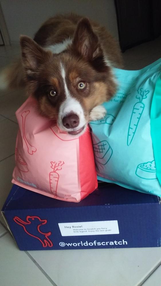 Grain-Free Mixed Box 8kg - Customer Photo From Ingela Fransson