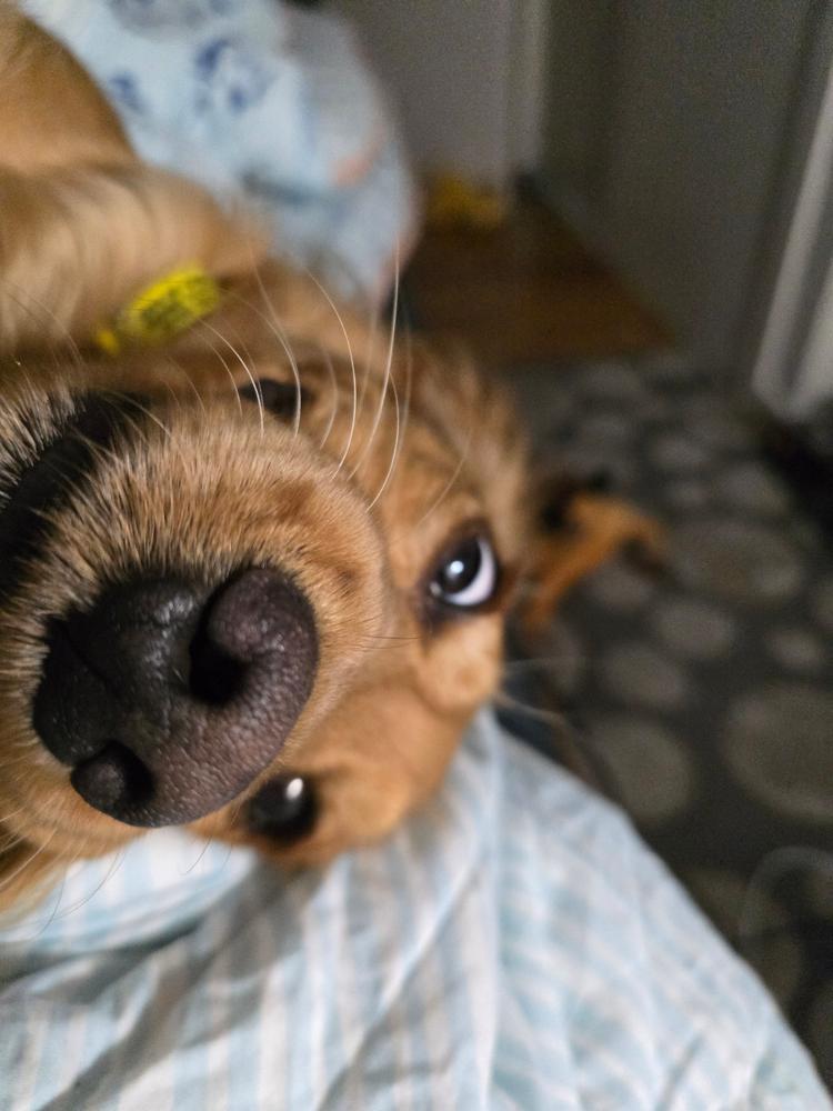 Grain-Free Mixed Box 8kg - Customer Photo From Esther