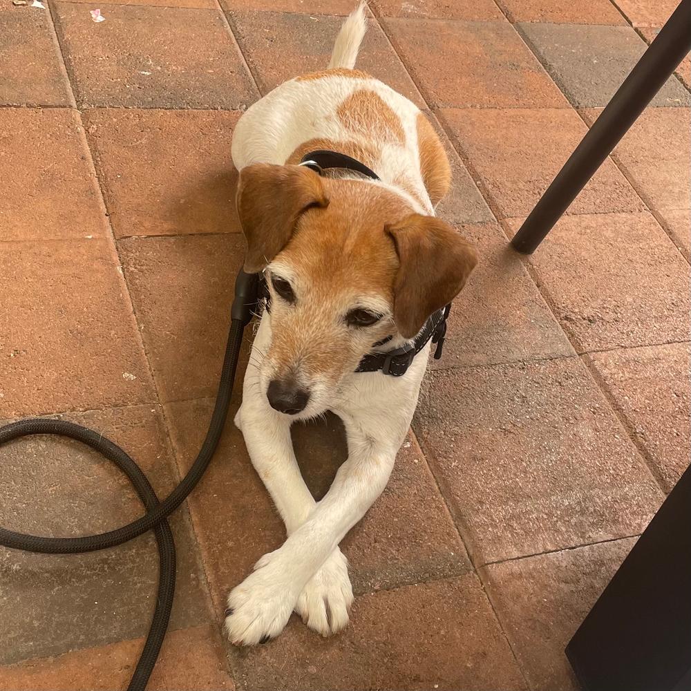 Grain-Free Mixed Box 8kg - Customer Photo From Megan