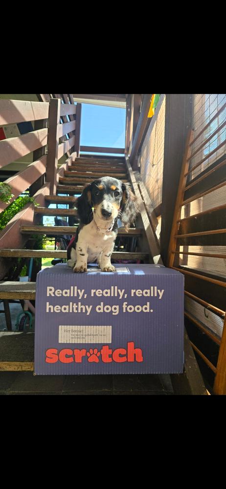 Grain-Free Mixed Box 8kg - Customer Photo From Amalie