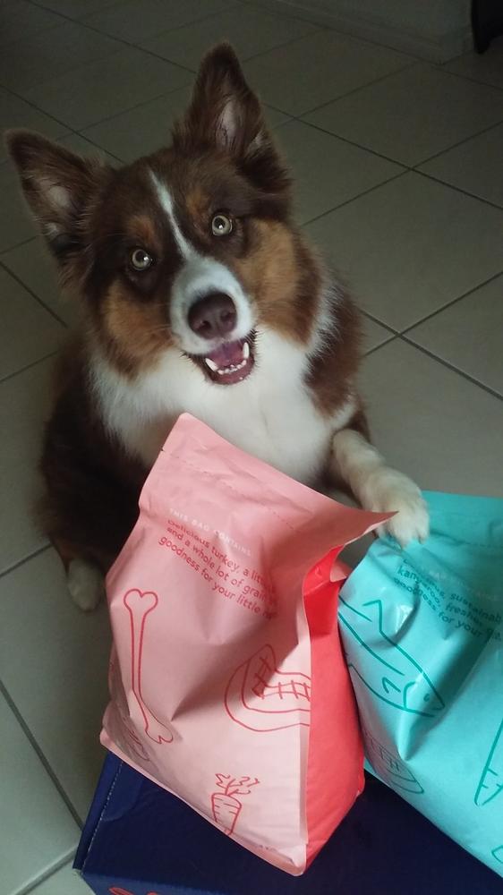 Grain-Free Mixed Box 8kg - Customer Photo From Ingela Fransson