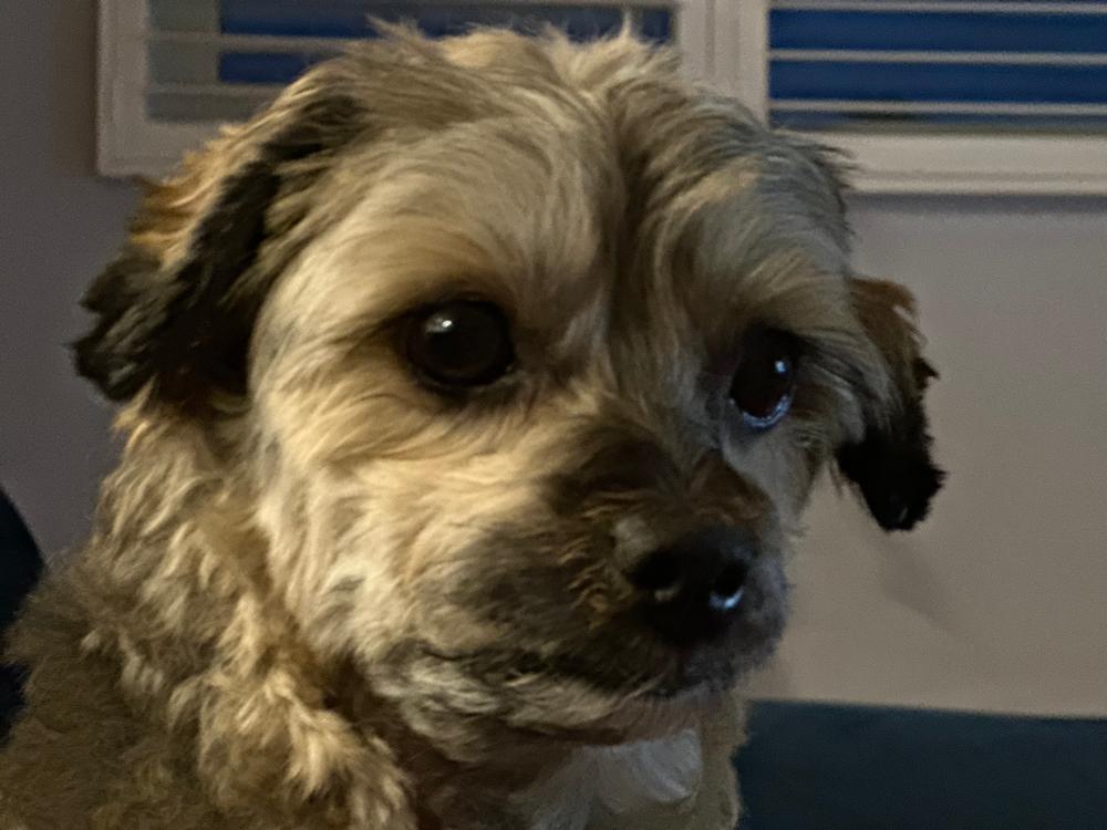 Grain-Free Mixed Box 8kg - Customer Photo From Meryl