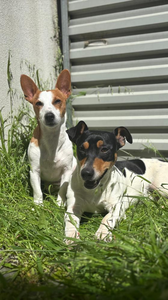 Grain-Free Mixed Box 8kg - Customer Photo From Erin