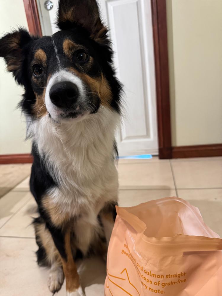Grain-Free Mixed Box 8kg - Customer Photo From Bridget