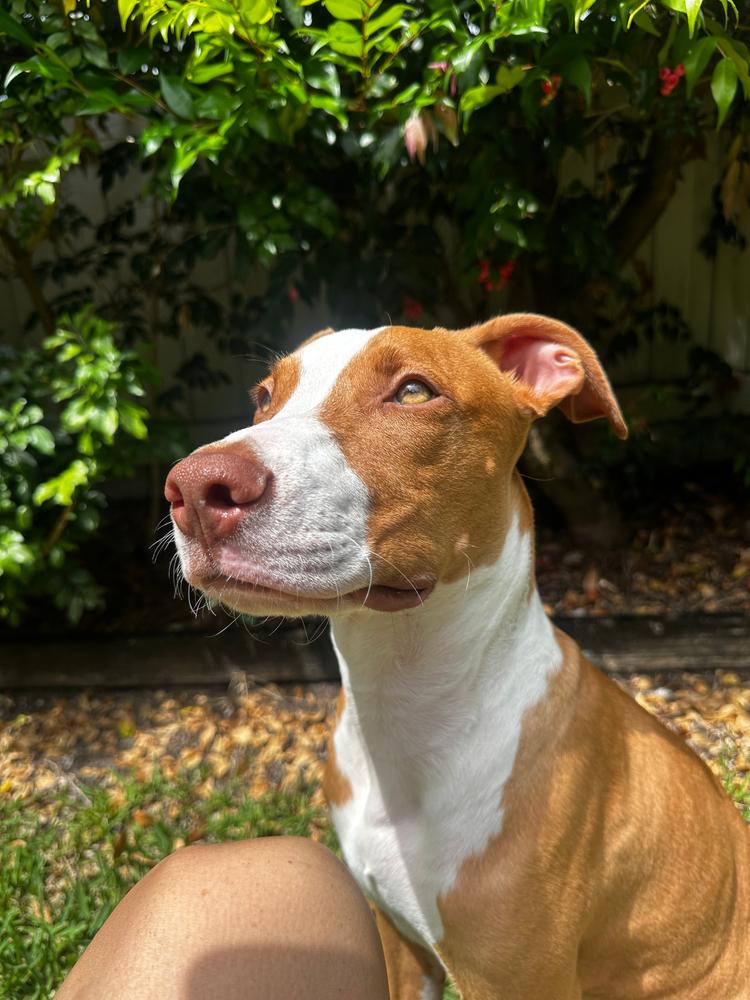 Grain-Free Mixed Box 8kg - Customer Photo From Kristen