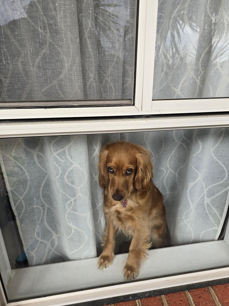 Grain-Free Mixed Box 8kg - Customer Photo From Esther