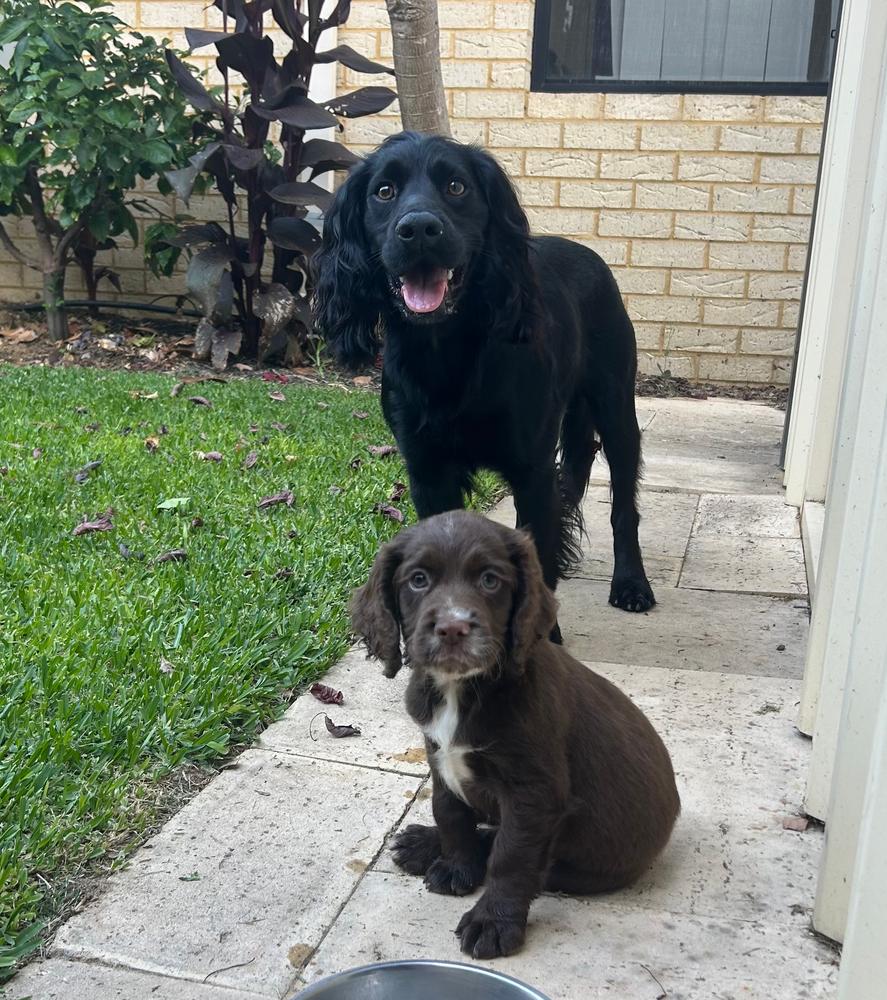 Grain-Free Mixed Box 8kg - Customer Photo From Kirsty-Lee